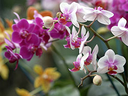 Foto: Archiv der Stadt Linz Orchideen